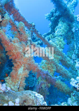 Asolando Numidia, Korallen, Hermano Islas, Rotes Meer, Aegypten