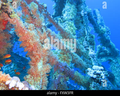 Asolando Numidia, Korallen, Hermano Islas, Rotes Meer, Aegypten