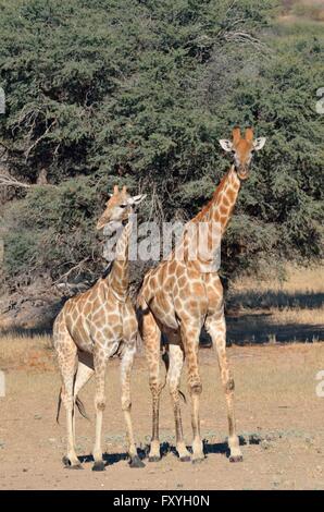Jirafas (Giraffa camelopardalis), masculino y femenino, de pie, el Parque Transfronterizo Kgalagadi, Northern Cape, Sudáfrica