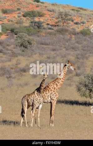 Jirafas (Giraffa camelopardalis), masculino y femenino, de pie en la hierba seca, el Parque Transfronterizo Kgalagadi, Northern Cape