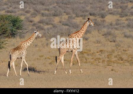 Jirafas (Giraffa camelopardalis), macho y hembra, caminar en la hierba seca, el Parque Transfronterizo Kgalagadi, Northern Cape