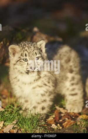 leopardo de las Nieves Foto de stock