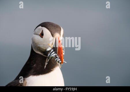 Frailecillo atlántico (Fratercula arctica) con lanzón, Fair Isle, Islas Shetland, Escocia, Gran Bretaña Foto de stock