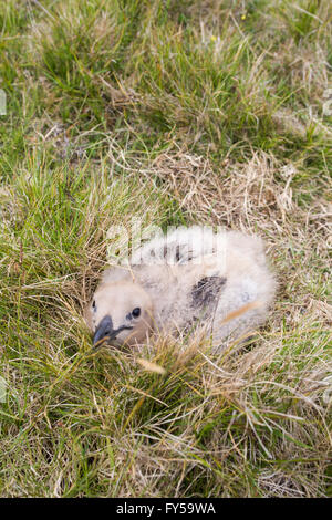 Gran skúas (Stercorarius skúas) chick en hierba, Fair Isle, Islas Shetland, Escocia, Gran Bretaña Foto de stock