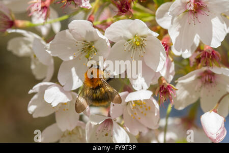 Carda común (Bombus pascuorum abejas) alimentándose de los cerezos en flor Foto de stock