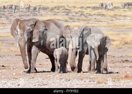 Manada de Elefantes Africanos (Loxodonta africana), mujeres y jóvenes, cubiertos de barro seco, cerca Newbroni waterhole