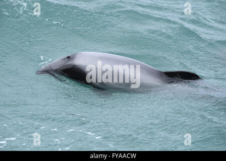 Delfín de Héctor - Cephalorhynchus hectori Foto de stock