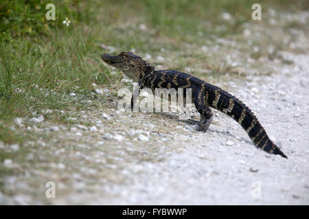 Los jóvenes alligator cruzando el sendero camino justo delante de mí! La twas aproximadamente 1,5 m o 5 pies de largo. De abril de 2016 Foto de stock