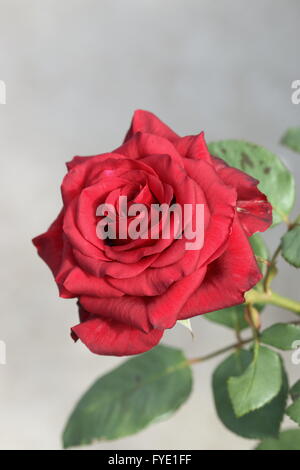 Cerca de una rosa roja en plena floración