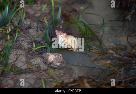 Un tímido cangrejo ermitaño surja lentamente de su concha en un estanque de rocas con algas verdes en una playa de Morfa Nefyn, Nefyn, Gales Foto de stock