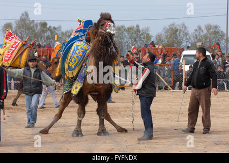 Camello tradicional wrestling es muy popular en la Región del Egeo de Turquía.Bodrum,coloridos vestidos elegantes camellos criados para esta lucha Foto de stock