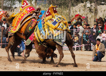 Camello tradicional wrestling es muy popular en la Región del Egeo de Turquía.Bodrum,coloridos vestidos elegantes camellos criados para esta lucha Foto de stock