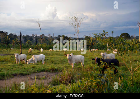 Sobre una pastura de ganado en una zona despejada, selva amazónica entre Itaituba y Trairão, Estado de Pará, Brasil Foto de stock