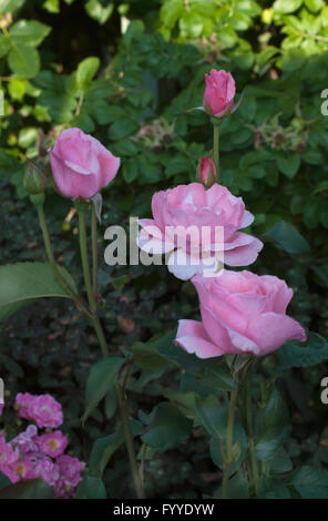 Rosa, Rosa, la Reina Elizabeth, Grandiflora Foto de stock