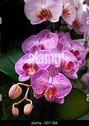 Las orquídeas phalaenopsis orquídeas Polilla Cerrar vista en primavera con las yemas Foto de stock