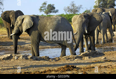 Los elefantes africanos en un abrevadero, Savuti,Botswana Foto de stock