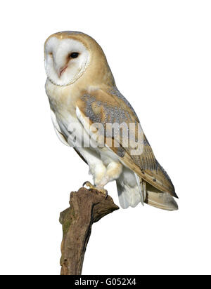 Lechuza - Tyto alba
