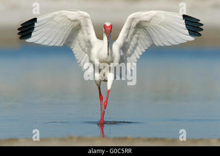 Blanco Americano (Eudocimus albus) wingspread aterrizar en la laguna, Fort de Soto Park, Florida, EE.UU. Foto de stock