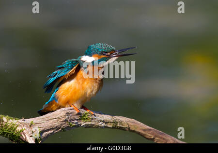 Poco Kingfisher Foto de stock