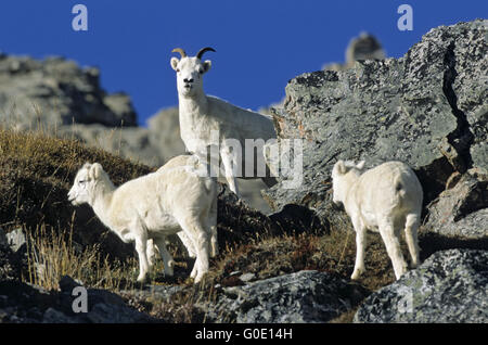 Dall Sheep oveja y corderos stand en alta montaña Foto de stock