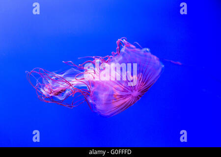 Norte de ortiga de mar, chrysaora melanaster, moviéndose en el agua. Esta medusa puede alcanzar los 60 centímetros de longitud con tentáculos