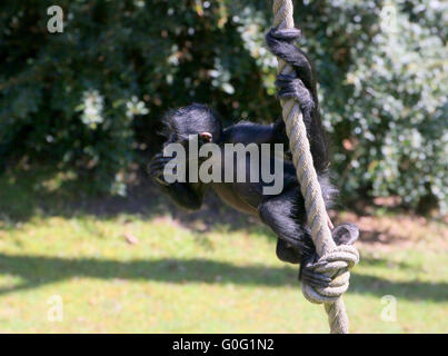 Jóvenes colombianos de cabeza negra mono araña (Ateles fusciceps) colgando de su cola prensil, balanceándose sobre una cuerda Foto de stock