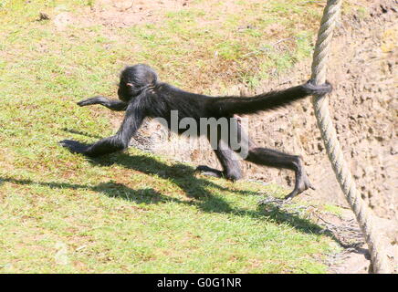 Jóvenes colombianos de cabeza negra mono araña (Ateles fusciceps) colgando de su cola prensil, balanceándose sobre una cuerda Foto de stock