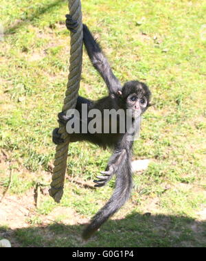 Jóvenes colombianos de cabeza negra mono araña (Ateles fusciceps) colgando de su cola prensil, balanceándose sobre una cuerda, mirando a la cámara Foto de stock