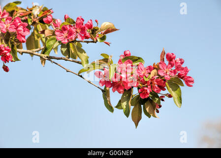 floreciendo el árbol de manzana paraíso - flores rojas y hojas del paraíso  de los árboles de manzana Fotografía de stock - Alamy