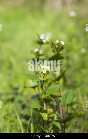 Alliaria petiolata. Mostaza ajo flores en primavera. Foto de stock