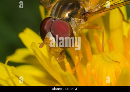 Macro de una mosca activable en una flor amarilla Foto de stock