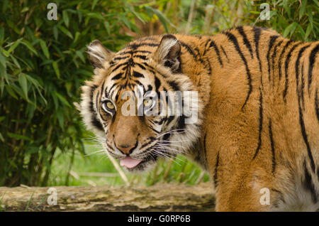 Tigre de Sumatra (Panthera tigris sumatrae) tomadas bajo condiciones controladas en Wildlife Heritage Foundation Smarden Kent