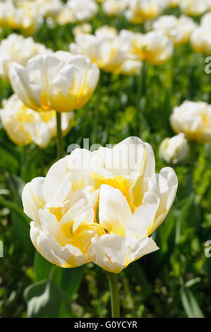 Tulip, Tulipa, Tulipa "Flaming Evita', la belleza de la naturaleza, la bombilla, el color, el jardín de la casa de doble planta, principios tulip, Flor, floración de primavera, Frost hardy, creciente, exterior, plantas, crema Foto de stock