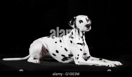 Un perro dálmata reclinable delante de un fondo negro Foto de stock