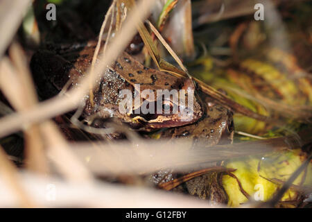 Inglés común RANA rana temporaria en un estanque de jardín