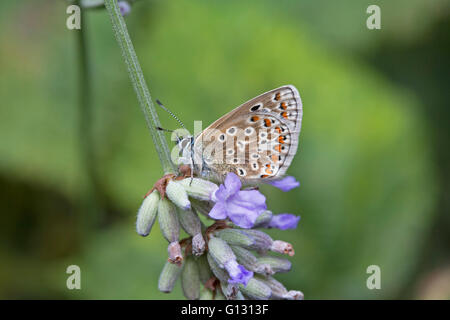 Mariposa Azul común Polyommatus icarus solo adulto alimentándose de flores de lavanda Essex, Reino Unido