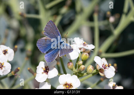 Mariposa Azul común Polyommatus icarus solo adulto macho alimentándose de flores de Mar Kale, Crambe maritima Minsmere, Suffolk, Reino Unido