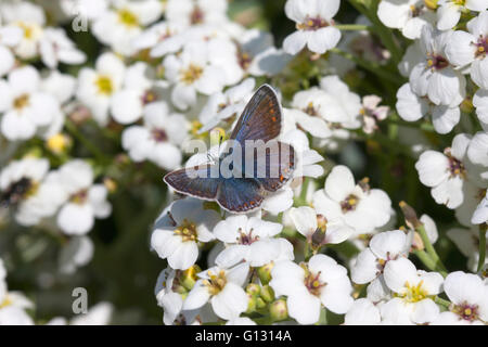 Mariposa Azul común Polyommatus icarus sola hembra adulta alimentándose de flores de Mar Kale, Crambe maritima Minsmere, Suffolk,