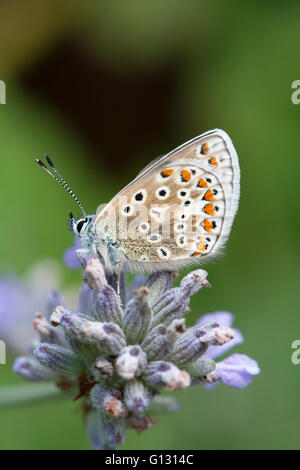 Mariposa Azul común Polyommatus icarus solo adulto alimentándose de flores de lavanda Essex, Reino Unido