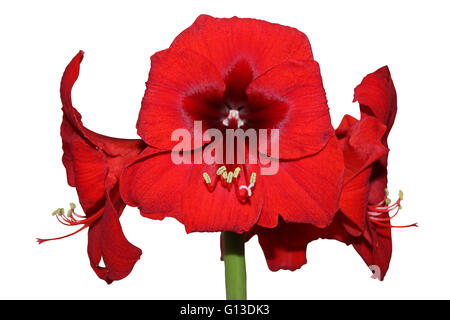 Flores Amaryllis hippeastrum león rojo Foto de stock