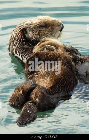 Madre Nutria De Mar Sosteniendo A Su Bebe En Un Abrazo Tierno Fotografia De Stock Alamy