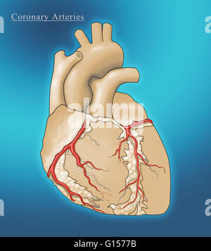 arterias del corazón y lo que irrigan