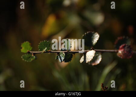 Sucursal del enano abedul (Betula nana), una especie de abedul sólo crece como arbusto enano en el norte de Europa. Foto de stock