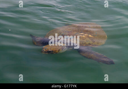 Tortuga boba (Caretta caretta), o caguama, nadar bajo el agua. Foto de stock