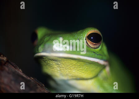 Australia, la flora y la fauna silvestres, animales nativos, blanco-labiado Tree Frog, acercamiento del ojo. (Litoria infrafrenata). La rana arborícola gigante aka.