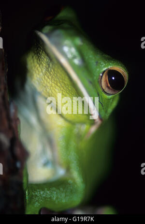 Australia, la flora y la fauna silvestres, animales nativos, blanco-labiado Tree Frog, acercamiento del ojo. (Litoria infrafrenata). La rana arborícola gigante aka.