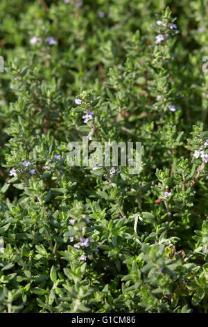 El tomillo, Thymus vulgaris hojas verdes antecedentes Foto de stock