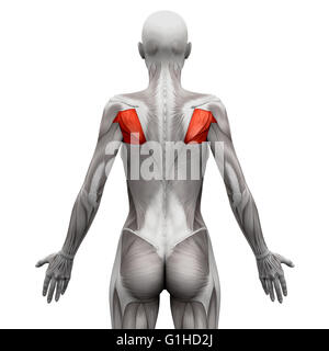 Teres los músculos - Anatomía músculos aislados en blanco - Ilustración 3D Foto de stock