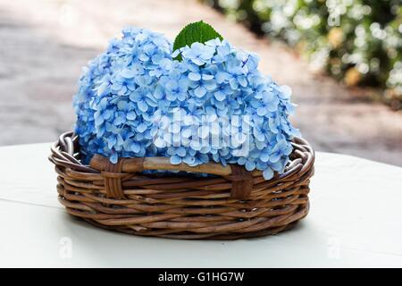 Las hortensias de flores en una cesta sobre fondo blanco. Foto de stock
