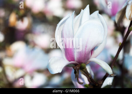 Magnolia Blanca Flor de magnolio. Magnolia grandiflora Fotografía de stock  - Alamy